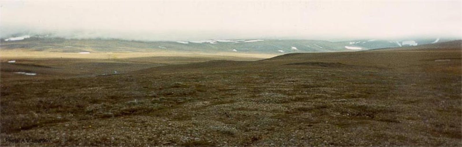 Wrangel Island Arctic Desert