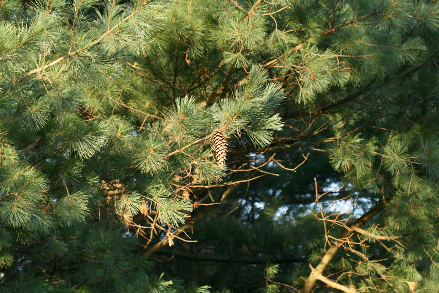 Mexican Dry & Coniferous Forests (NT28)