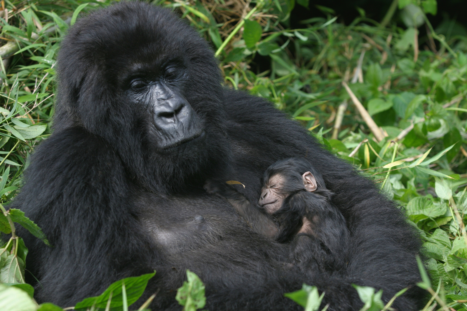 Mountain gorilla mother holding her three-day-old son in her arm, Virunga Mountains, Rwanda. Image Credit: © Erwin F. | Dreamstime.com.