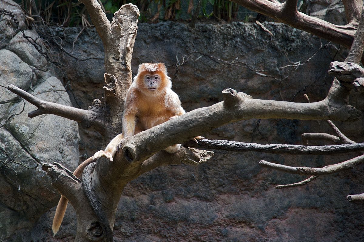 Javan lutung: social, orange monkeys that help the jungle flourish