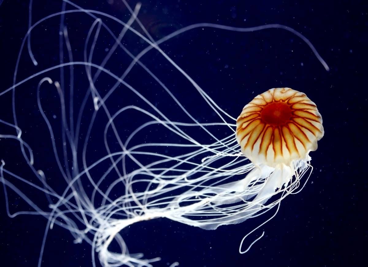 Five jaw-dropping facts about jellyfish
