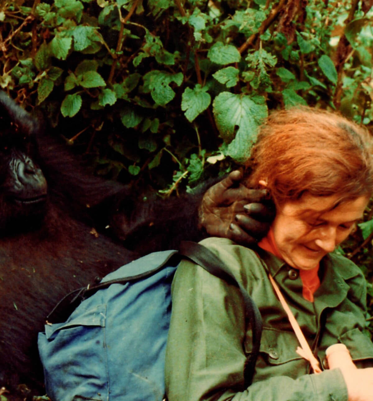 Dian Fossey with a gorilla. Image credit: Courtesy of Dian Fossey Gorilla Fund