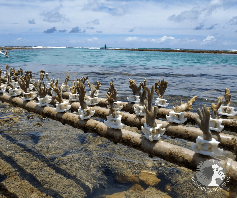 A group of Millepora alcicornis corals in rehabilitation in the nursery, using 3D printed bases. Credits: Biofábrica de Corais.