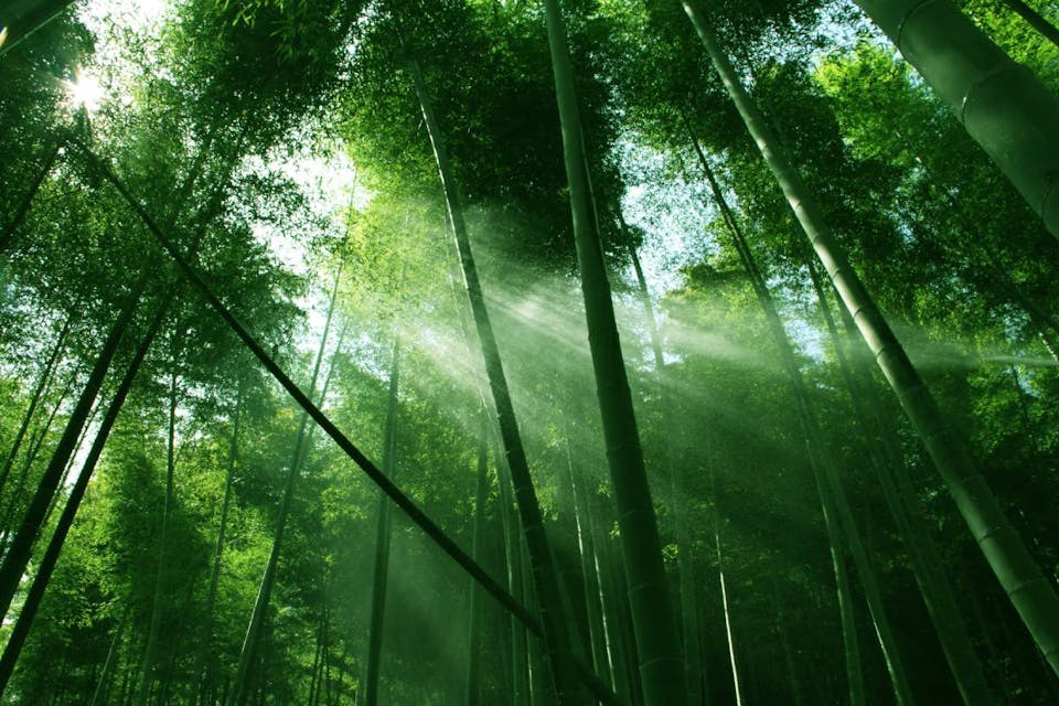 The wonders of bamboo groves