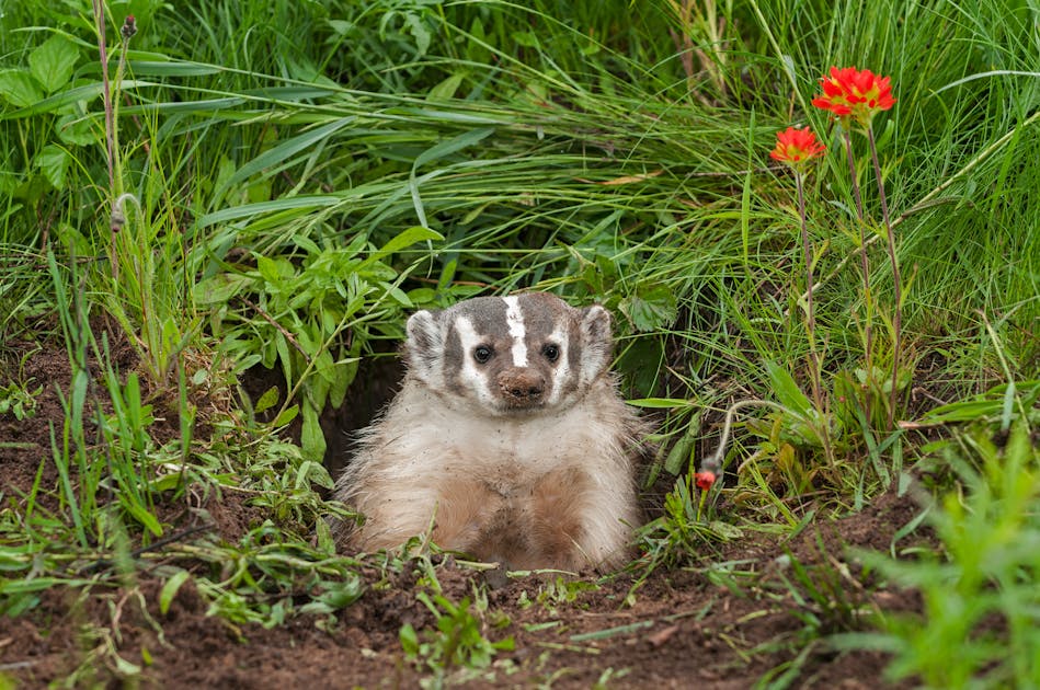 American badger: The powerful digger of North America's grasslands