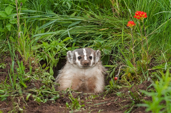 American badger. Image Credit: © Holly Kuchera, Dreamstime.