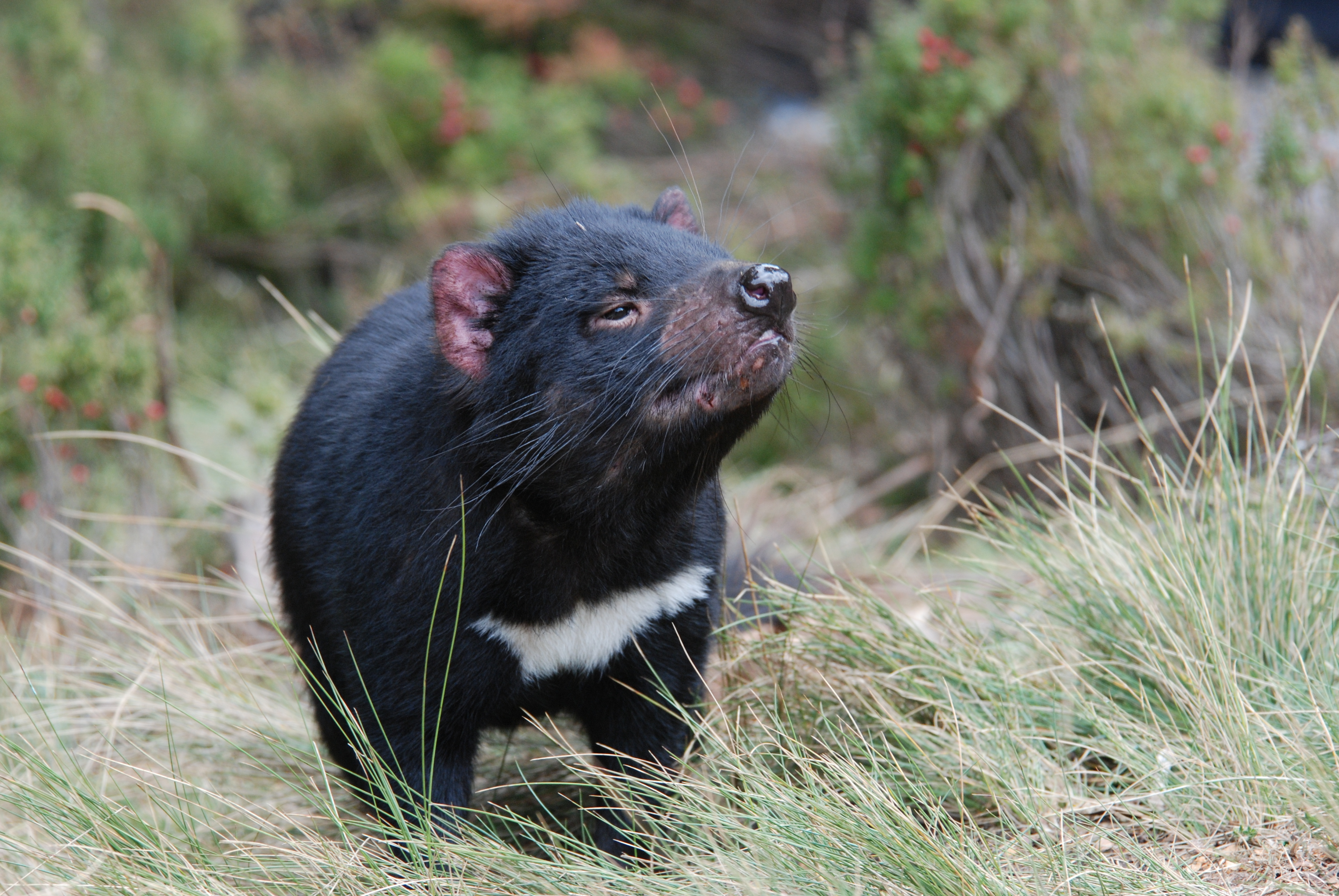 With bites that can reach a force of 553 Newtons, the Tasmanian