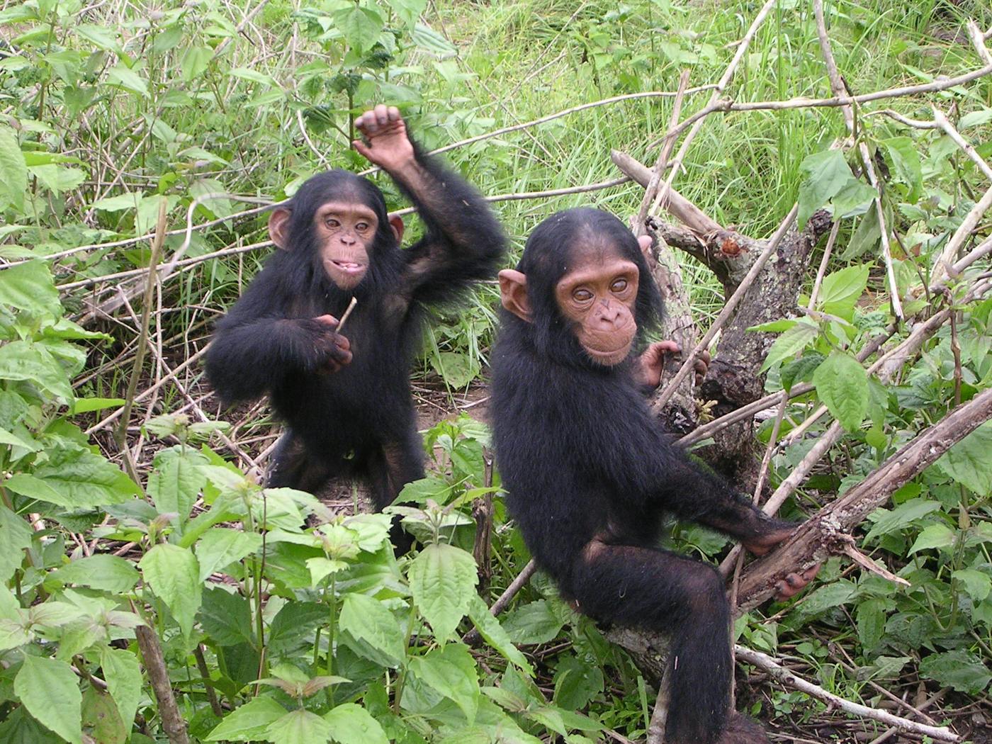 Saving the Endangered Western Chimpanzee Population of Bossou in West Africa