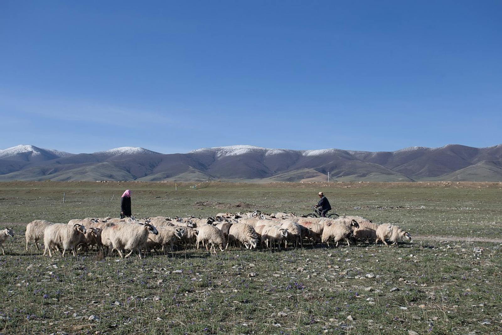 Southeast Tibet Shrublands and Meadows
