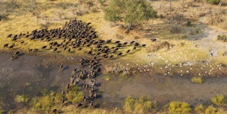 Cape buffaloes (Syncerus caffer caffer) crossing a marsh area with flying cattle egrets (Bubulcus ibis) in Okavango Delta, Botswana, Africa.