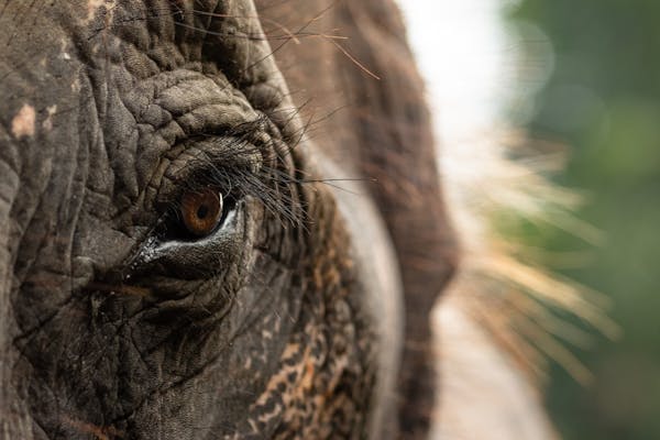 Saving Endangered Keystone Species: Key to Ecosystem Restoration