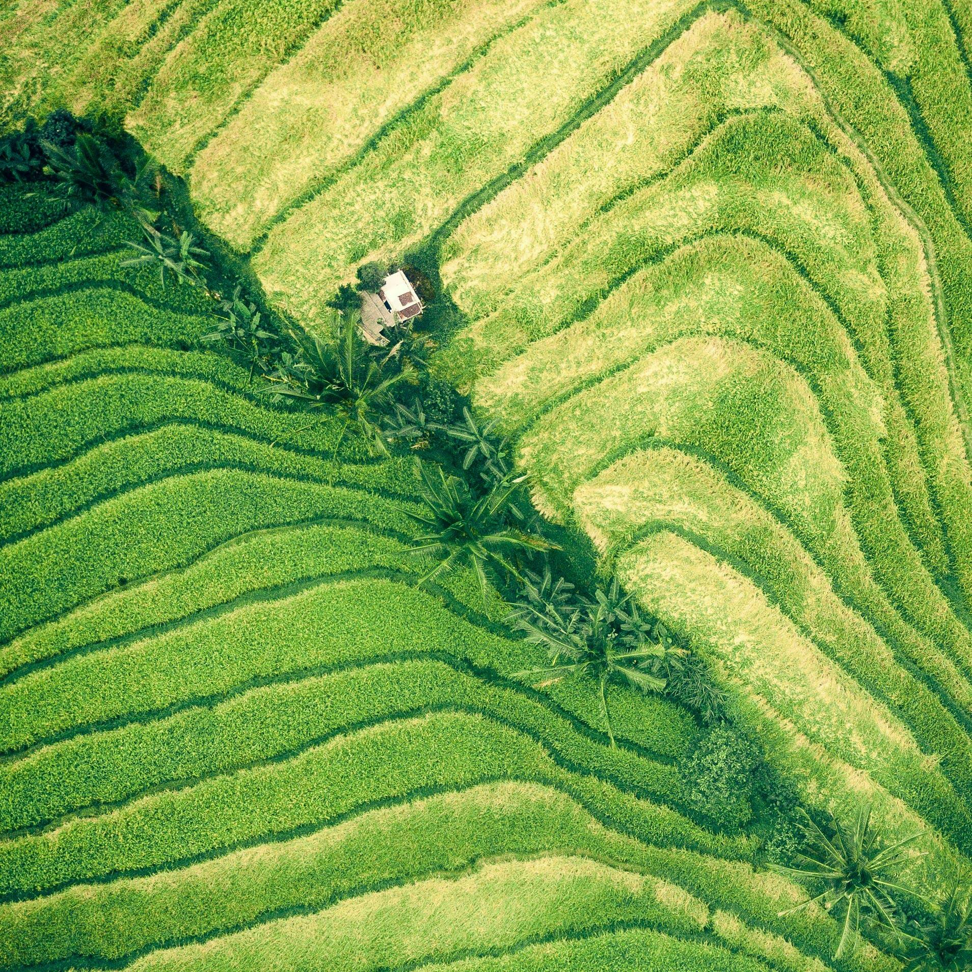 Regenerative Agriculture - Terraced green fields