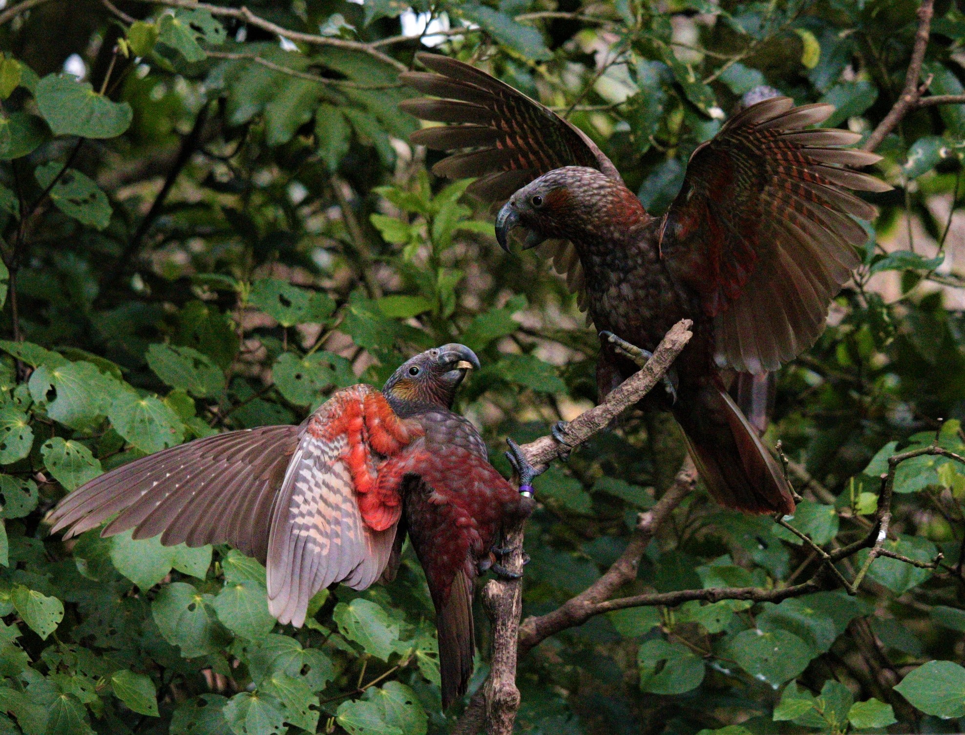 New Zealand Kaka. Image credit: Wikipedia, Kate Macbeth (CC by 4.0)