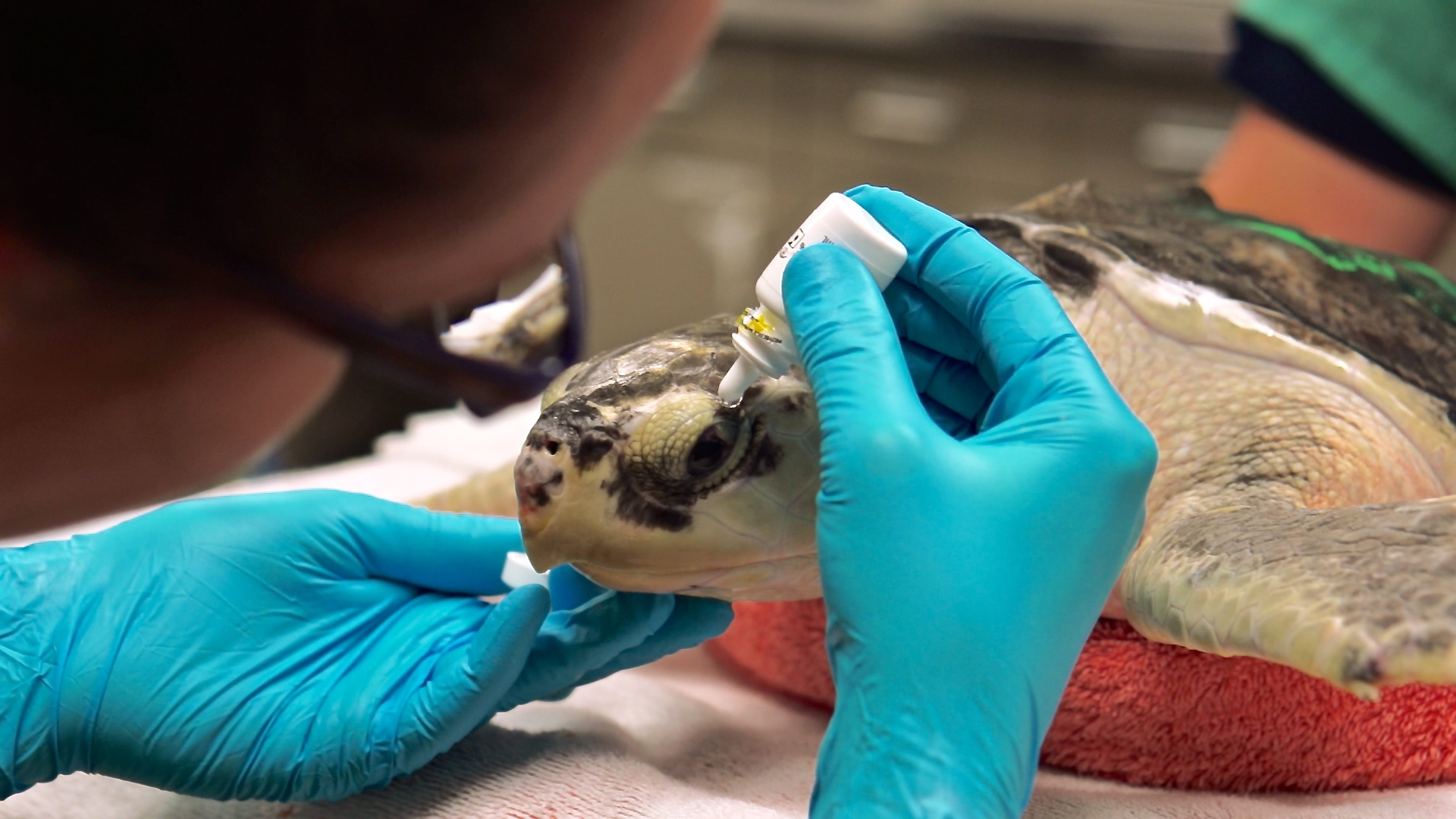 A cold stunned sea turtle receives eye medication. Image Credit: InterChange Media Art Productions