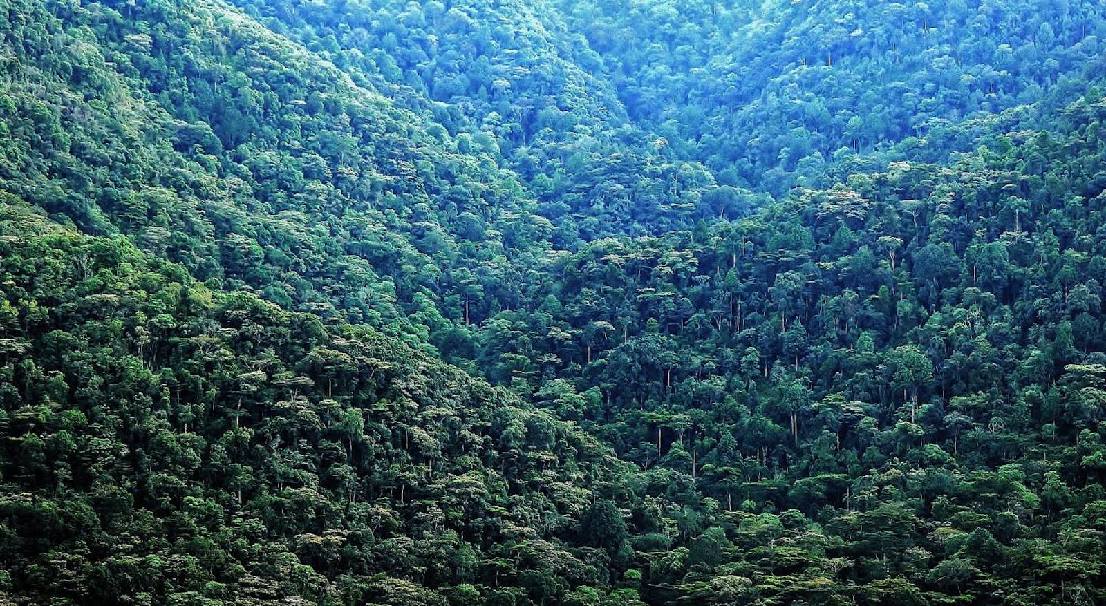 Albertine Rift Montane Forests