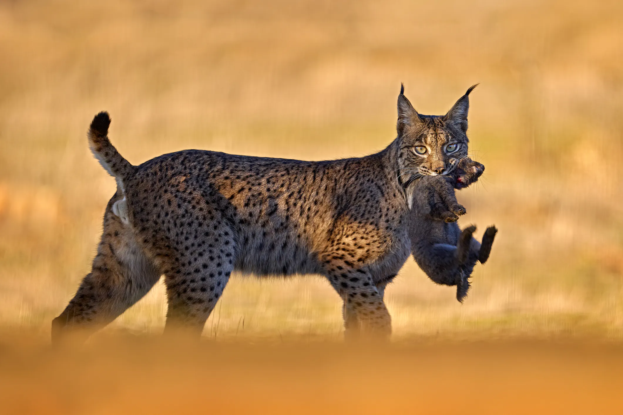 An Iberian lynx with its primary prey, the European rabbit, which makes up roughly 75% of the species' diet. Image Credit: © Ondrej Prosicky, Dreamstime. An Iberian lynx with its primary prey, the European rabbit, which makes up roughly 75% of the species' diet. Image Credit: © Ondrej Prosicky, Dreamstime.