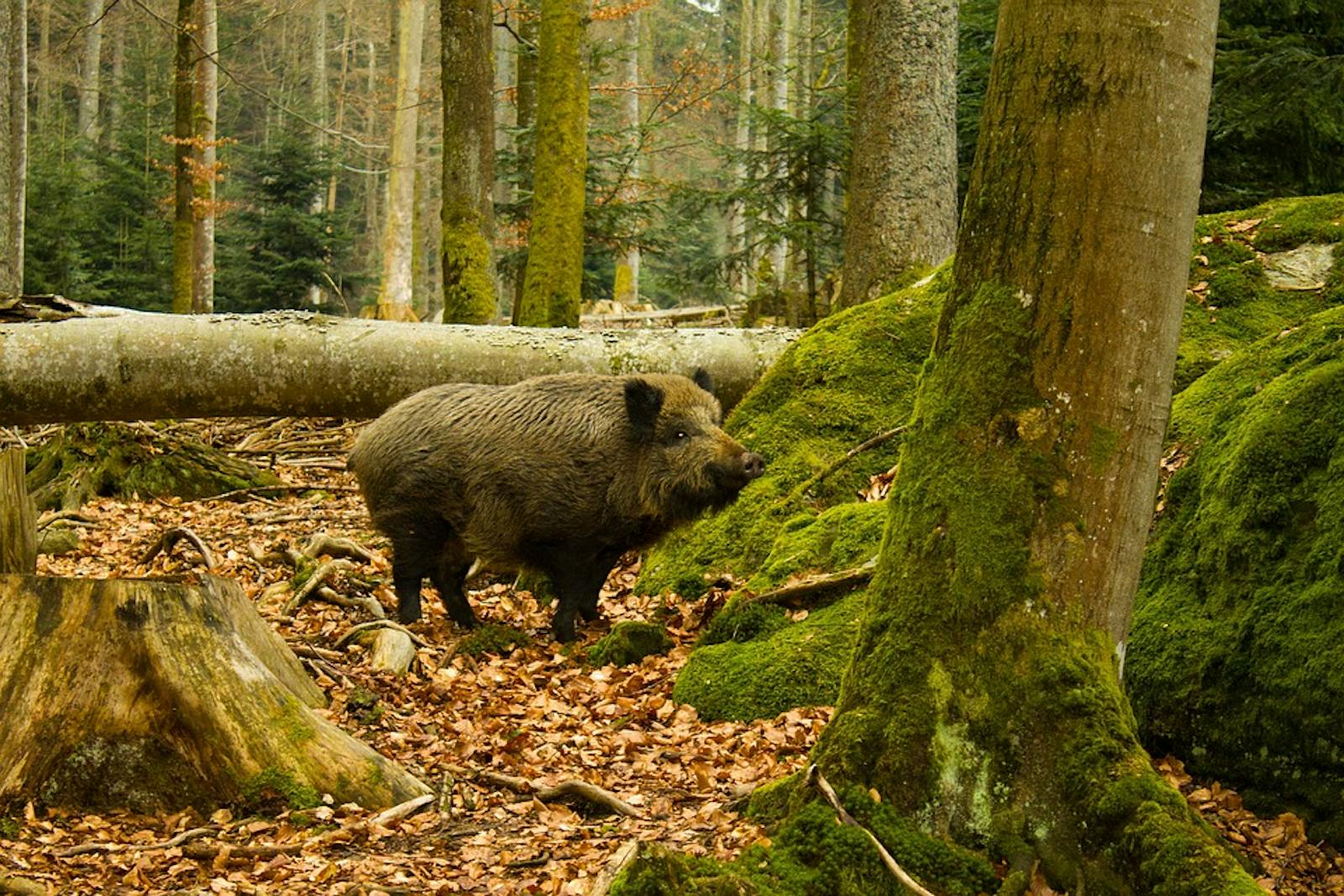 Western European Broadleaf Forests