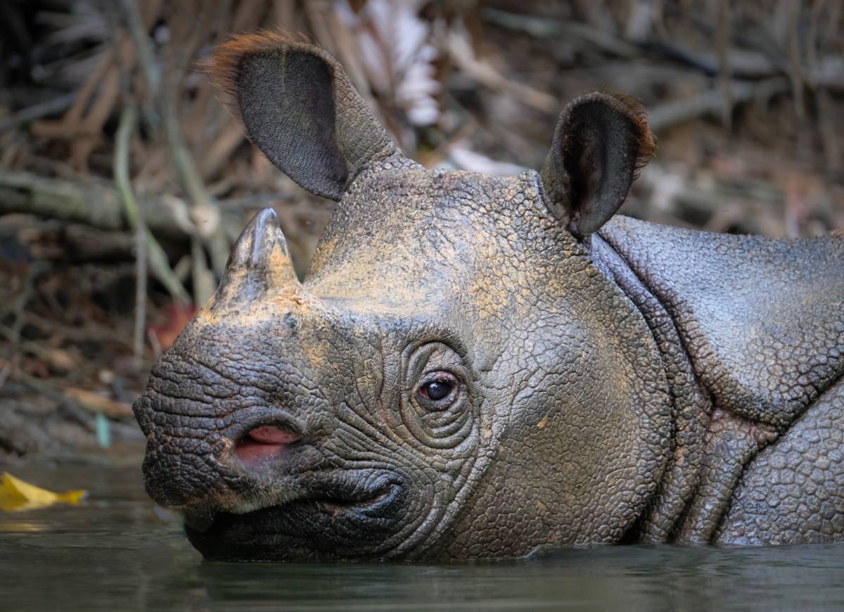 The Javan rhinoceros (Rhinoceros sondaicus). Photo | iStock 1305319326