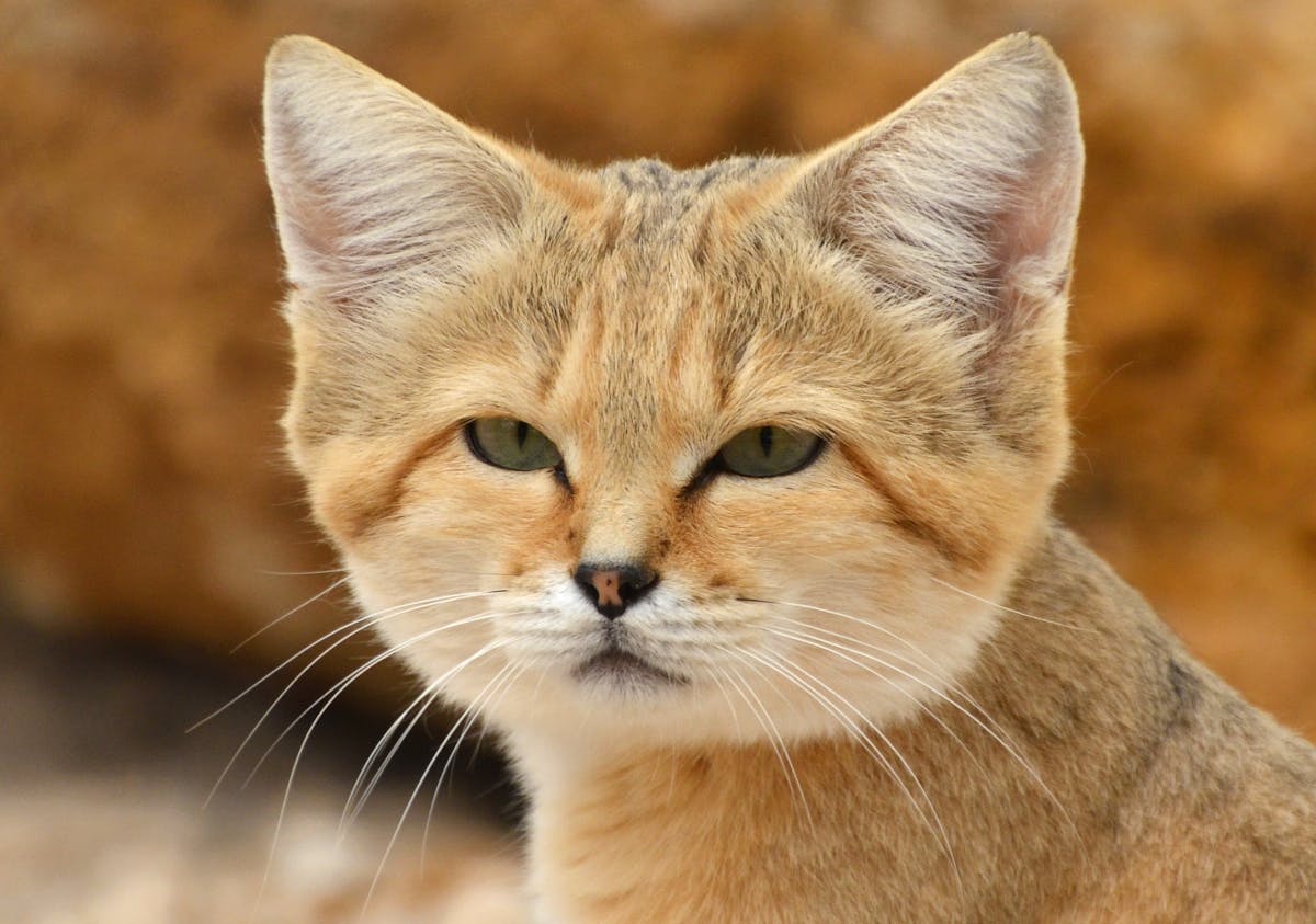 Sand cats: the cute, but fierce felines hunting viper snakes