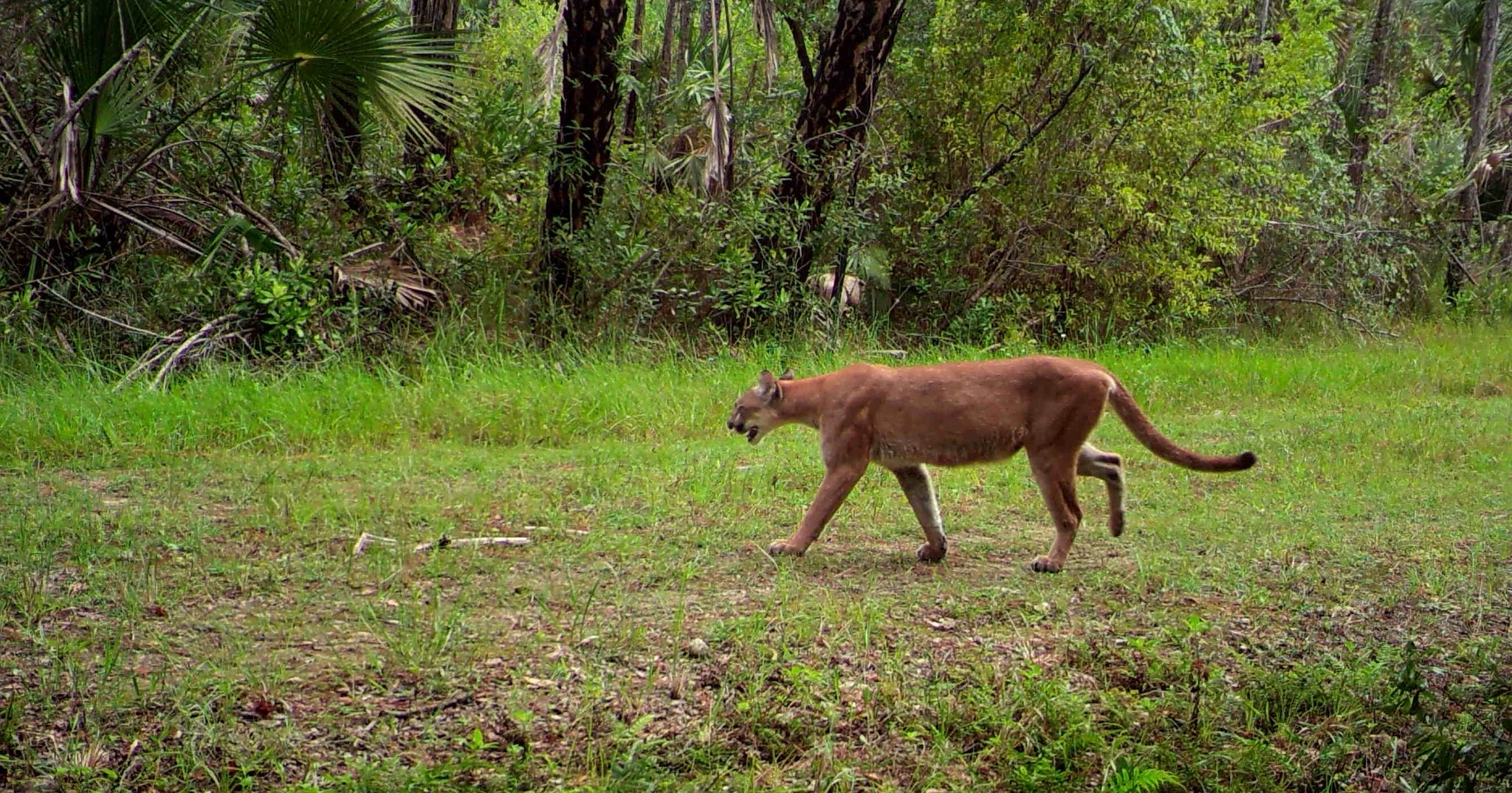 Florida panther (Puma concolor coryi). Image Credit: FWC Fish and Wildlife Research, Flickr Creative Commons.
