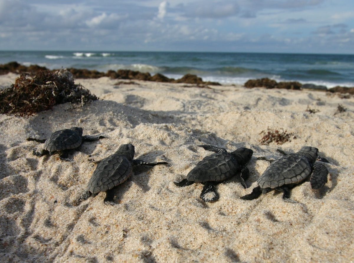 Sea turtle numbers rebound in a long-term recovery