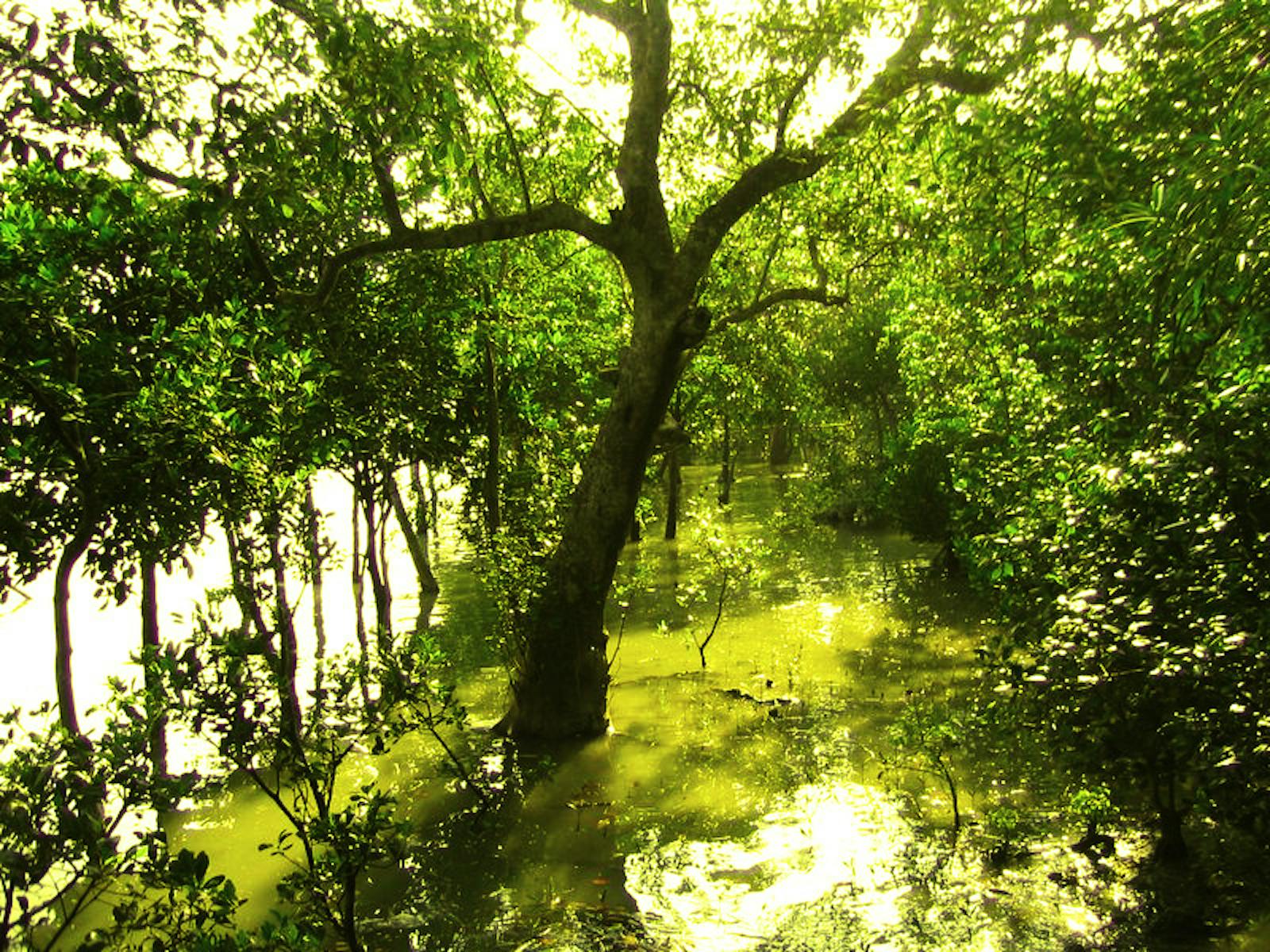 Sundarbans Mangroves