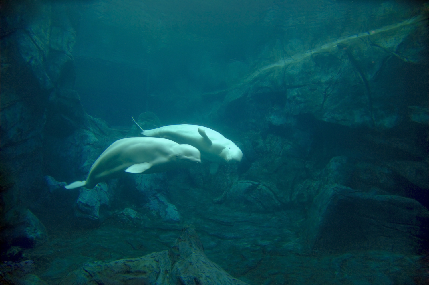 Beluga, Whales, Species