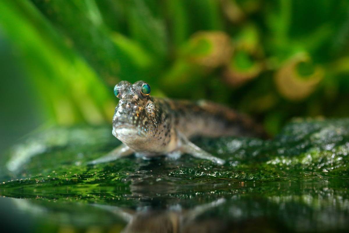 Atlantic mudskipper (Periophthalmus barbarus). Image credit: ID ©Ondřej Prosický | Dreamstime