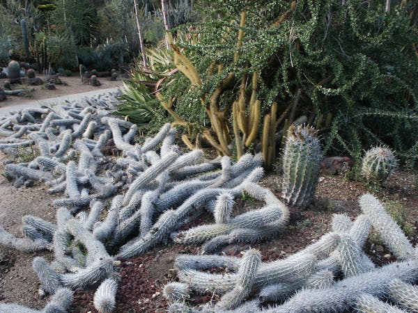 How the spiky creeping devil cactus covers the desert floor