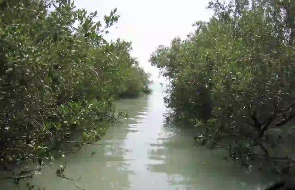 Mangrove Restoration