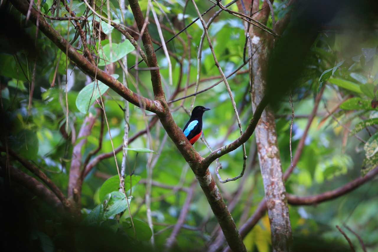 Superb pitta. Image credit: Shutterstock, FeatherCollector (Standard License)