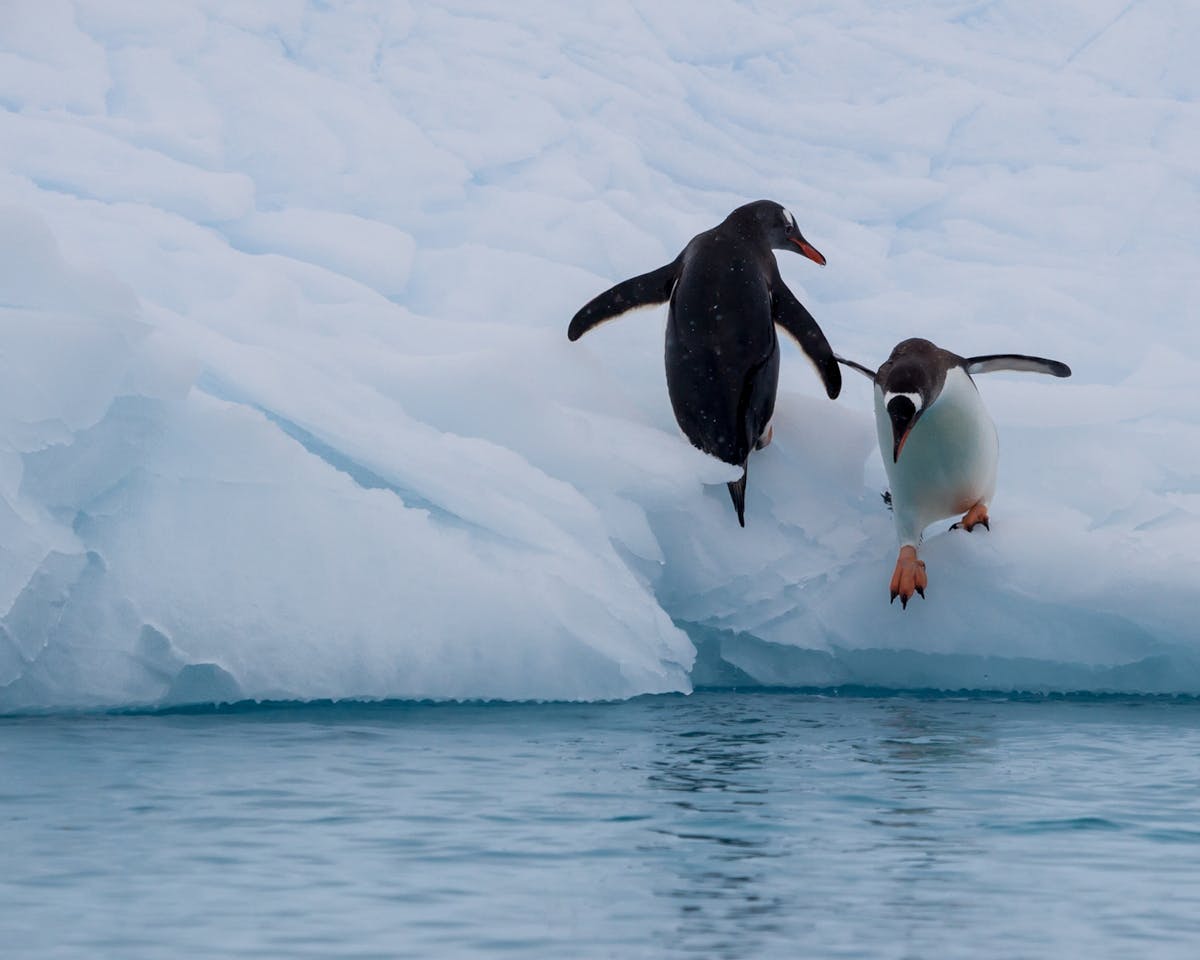 Gentoo penguins gift one another stones to show their love