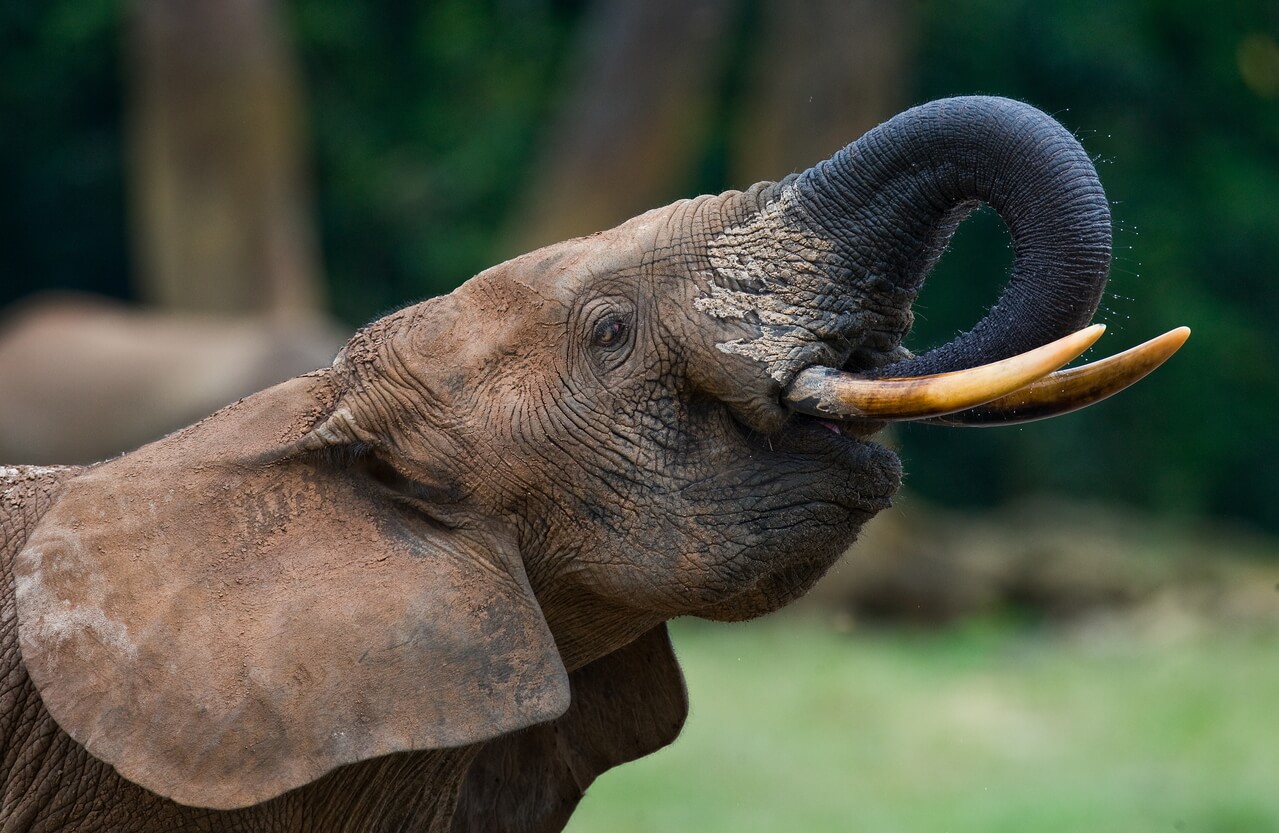 Portrait of the forest elephant. Central African Republic. shutterstock_264593645