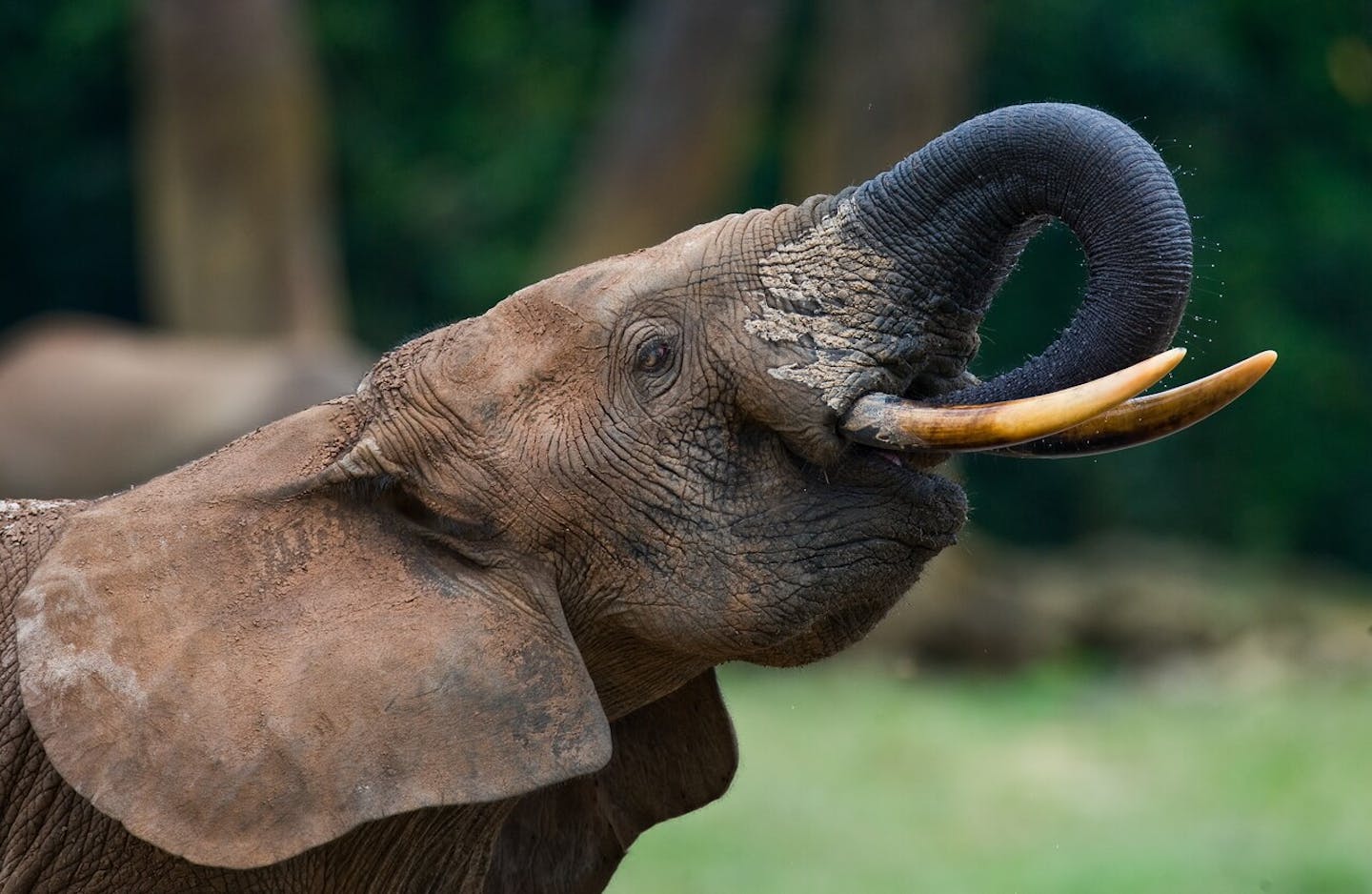 Forest Elephants: Guardians of the Congo Rainforests
