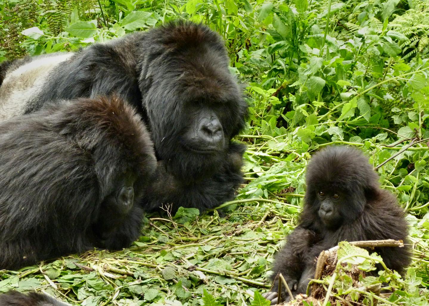 Wild gorillas sing happy songs while they eat