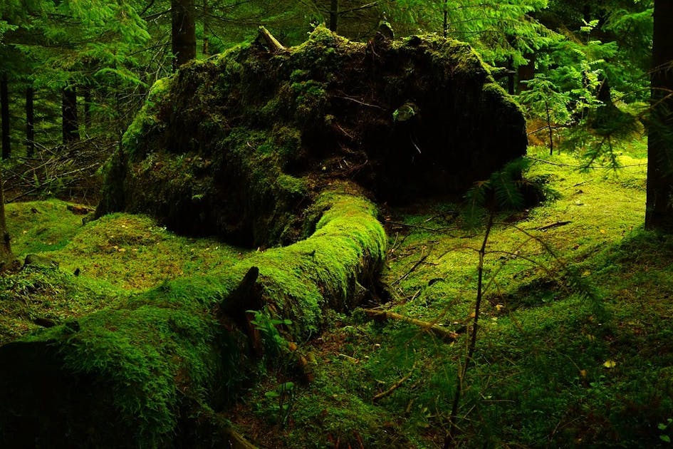Spring Forest Frame Scandinavian Moss – Klonche