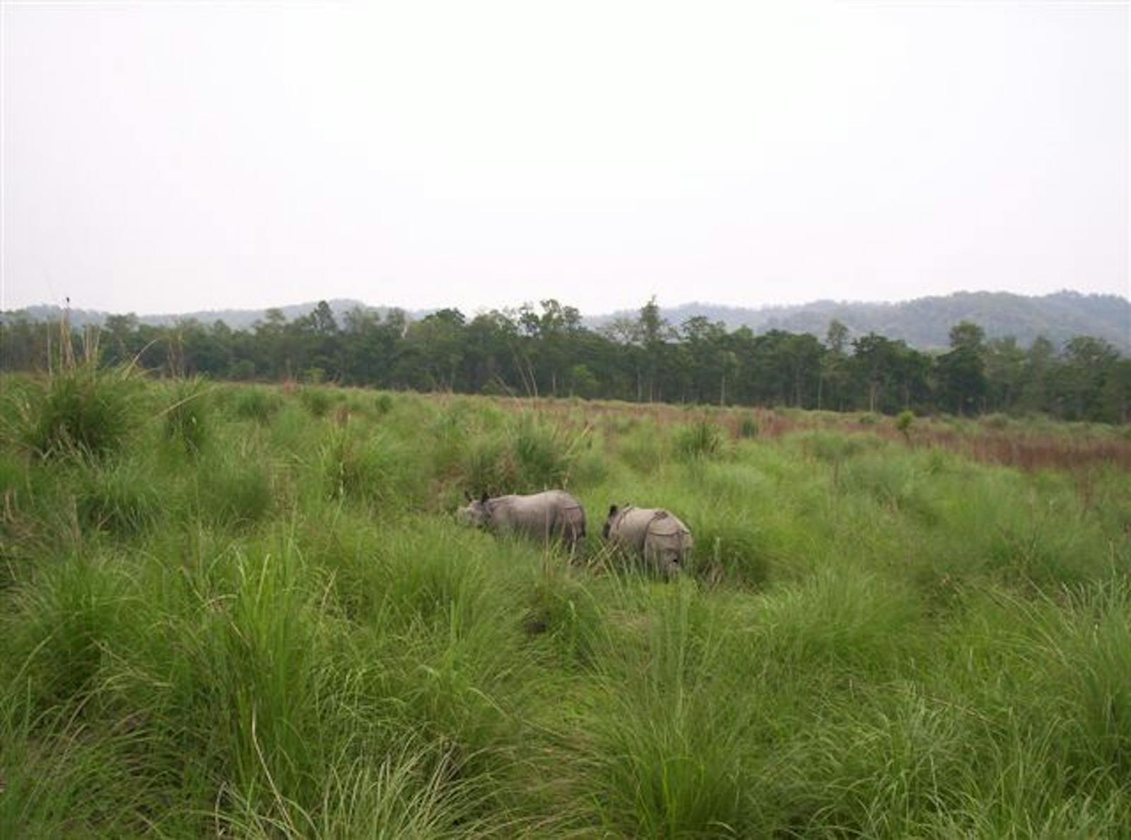 historic savanna grassland food web