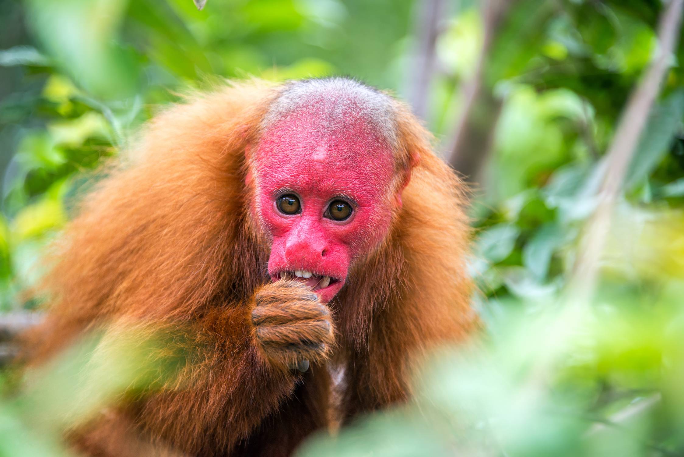 Bald Uakari monkey. Photo 52067655 | Bald Uakari © Jesse Kraft | Dreamstime.com