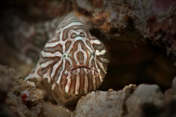 Psychedelic frogfish: how unique groovy swirls help hide from predators
