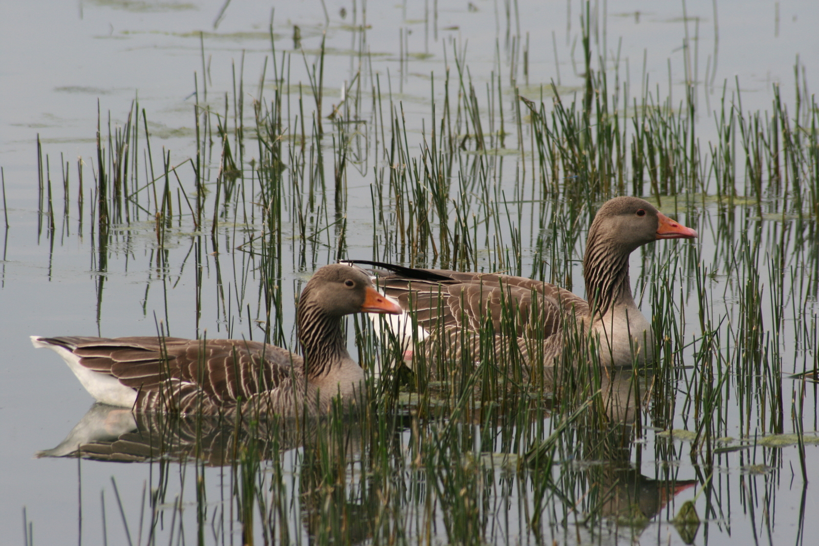 A pair of greylag geese in England. Image Credit: © Pkemp | Dreamstime.com.