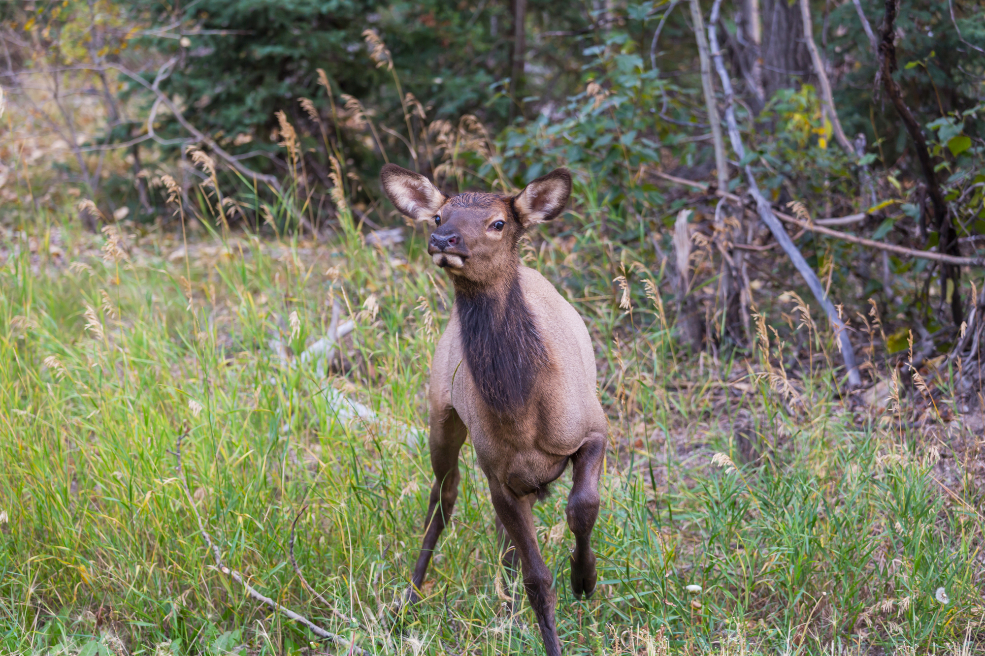 Elk calf. Image Credit: Galyna Andrushko, Envato Elements.
