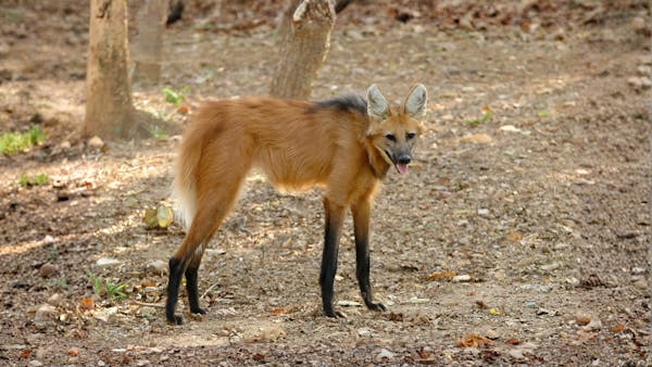 The maned wolf: Long-legged icon of the South American grasslands