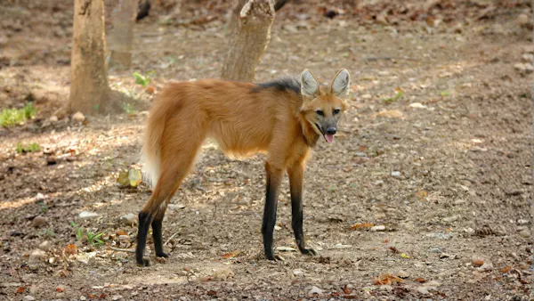 Maned wolf. Image Credit: © Anankkml, Dreamstime.