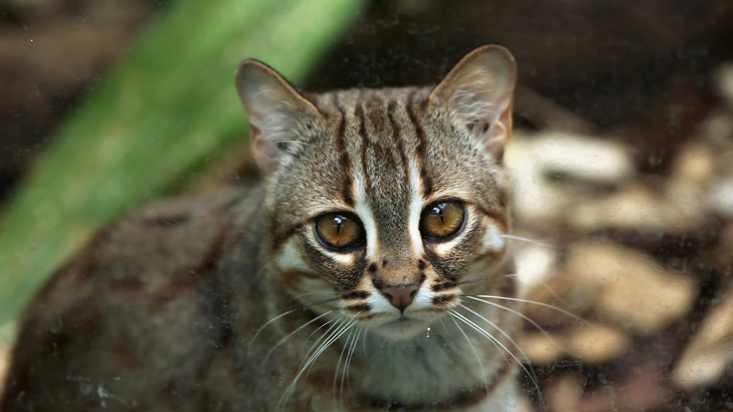 The rusty-spotted cat: The secret life of the world’s smallest wild feline