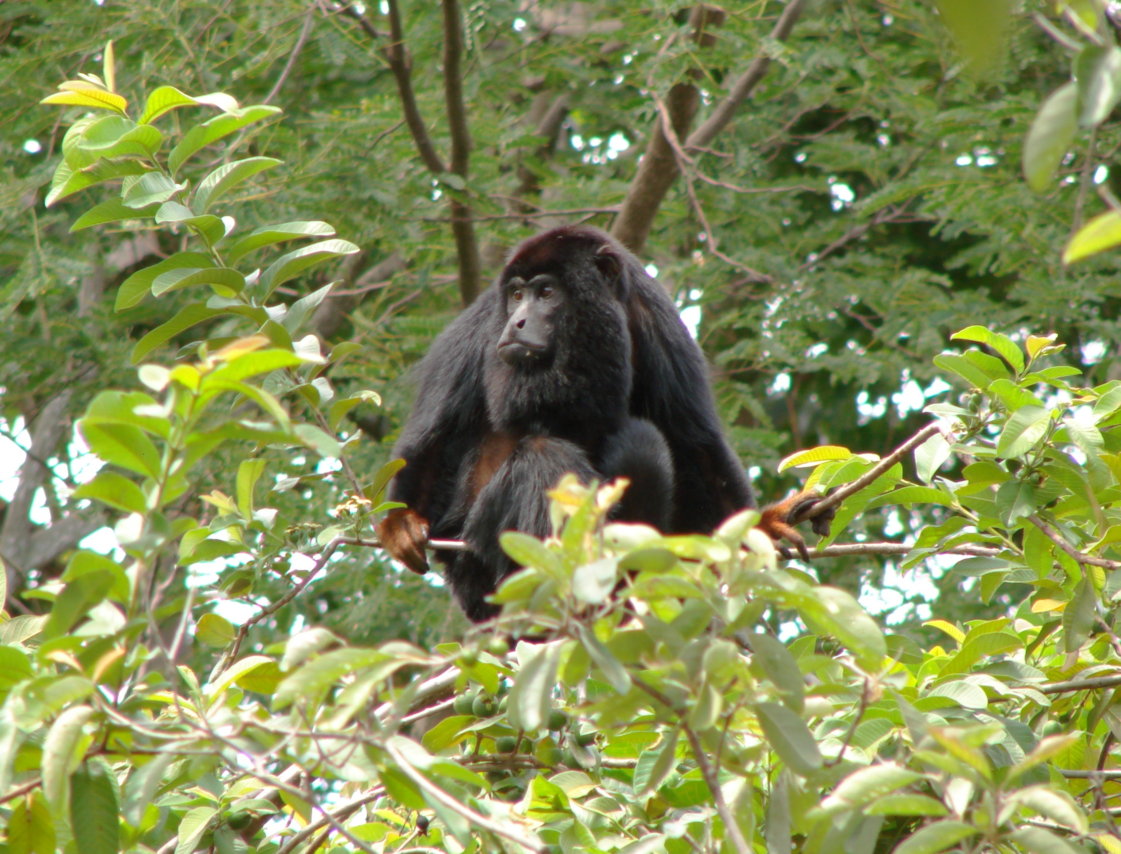 Brazilian Atlantic Moist Forests (NT14)