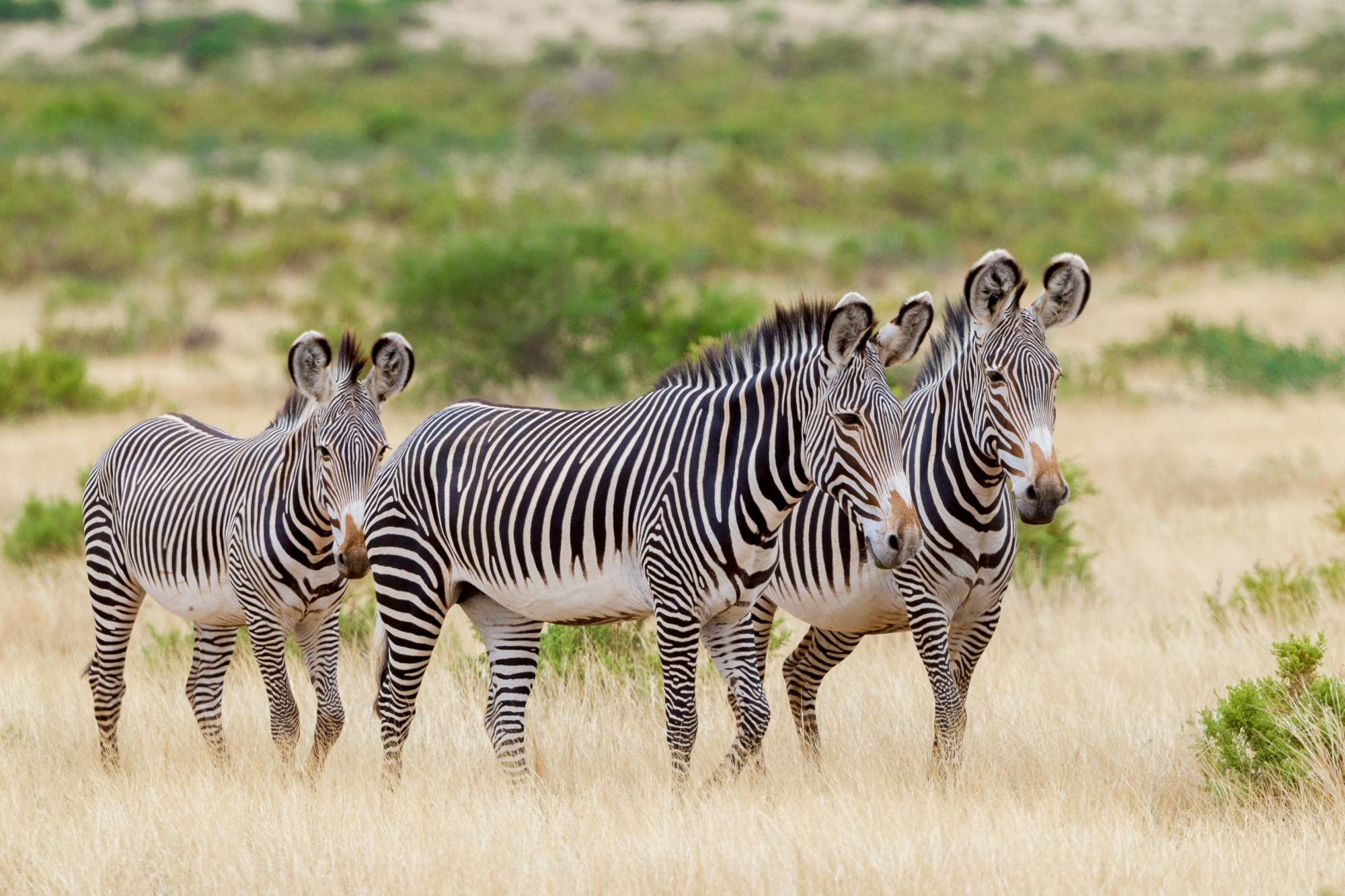 Three adult Grevy's Zebra in Samburu Reserve Kenya walking through dry grass. Dreamstime