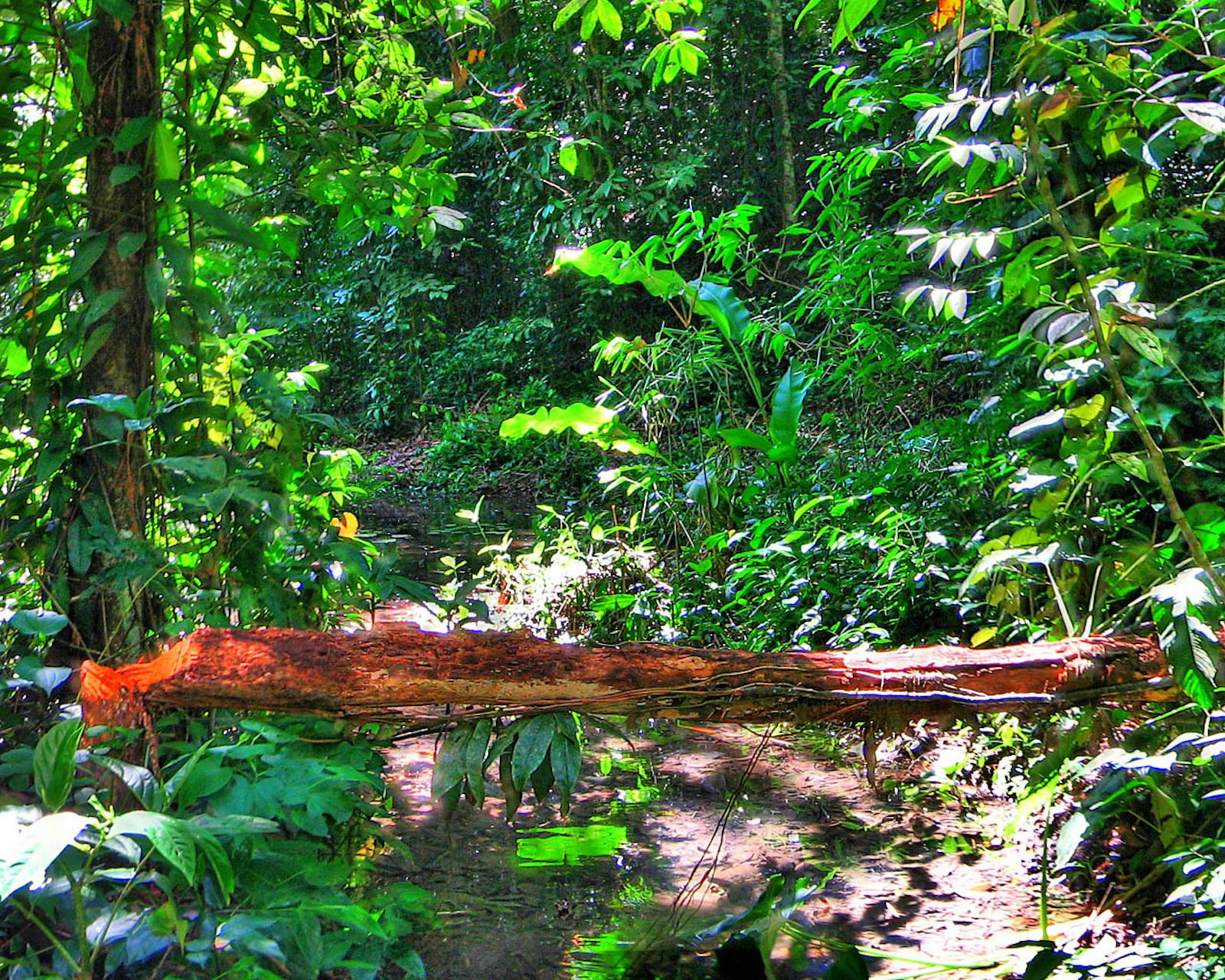 Pernambuco Coastal Forests