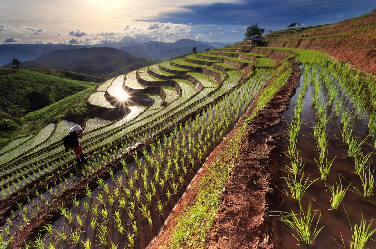 Sustainable Rice Farming