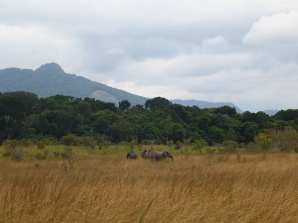 South Congolian Forest-Savannas & Coastal Scarp (AT13) | One
