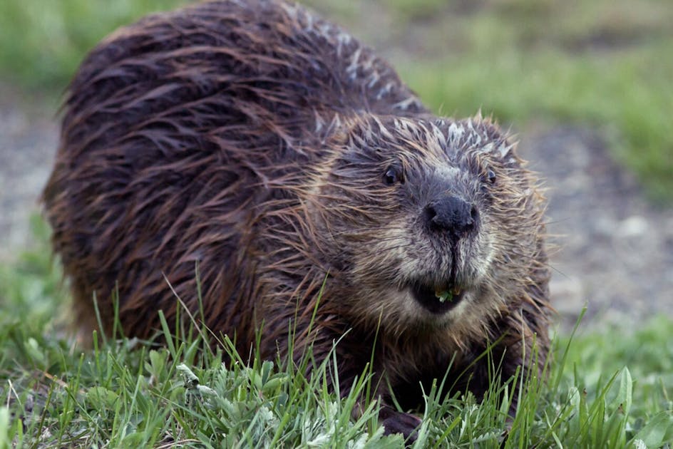 Beavers Are Keystone Species in USA